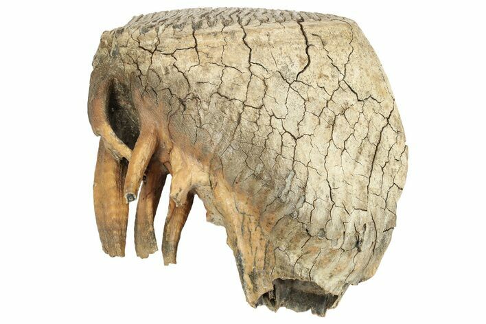 Woolly Mammoth Molar - Nice Roots #232730